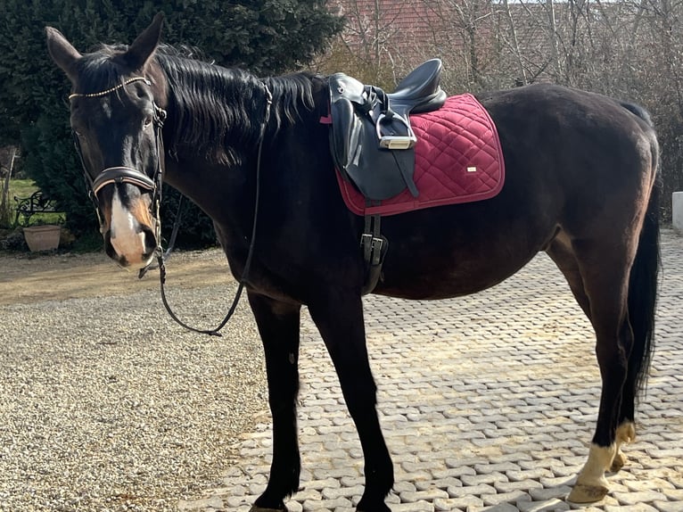 Other Warmbloods Gelding 21 years 16 hh Bay-Dark in Ursensollen