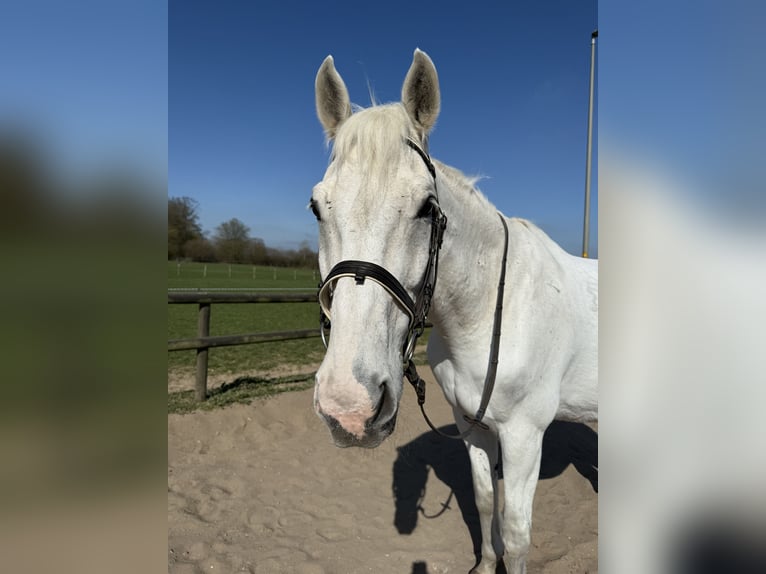 Other Warmbloods Gelding 21 years 17,1 hh Gray in Jersbek