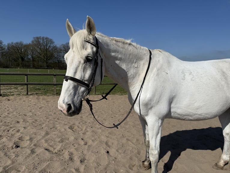 Other Warmbloods Gelding 21 years 17,1 hh Gray in Jersbek