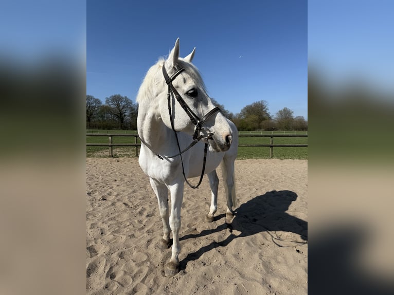 Other Warmbloods Gelding 21 years 17,1 hh Gray in Jersbek