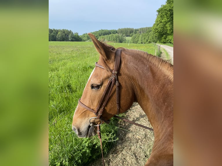 Other Warmbloods Gelding 21 years Chestnut-Red in AachenAaz