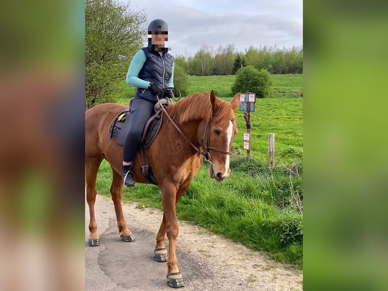 Other Warmbloods Gelding 21 years Chestnut-Red in AachenAaz