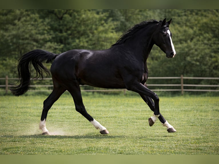 Other Warmbloods Gelding 22 years 16,2 hh Black in Karlsruhe