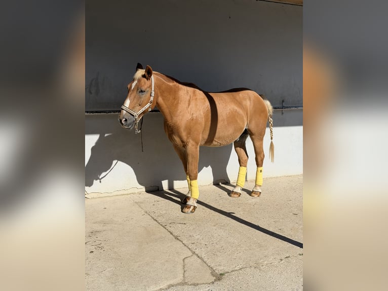 Other Warmbloods Gelding 23 years 15.1 hh Brown-Light in Niederkrüchten