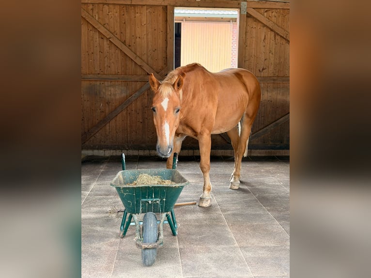 Other Warmbloods Gelding 23 years 15.1 hh Brown-Light in Niederkrüchten