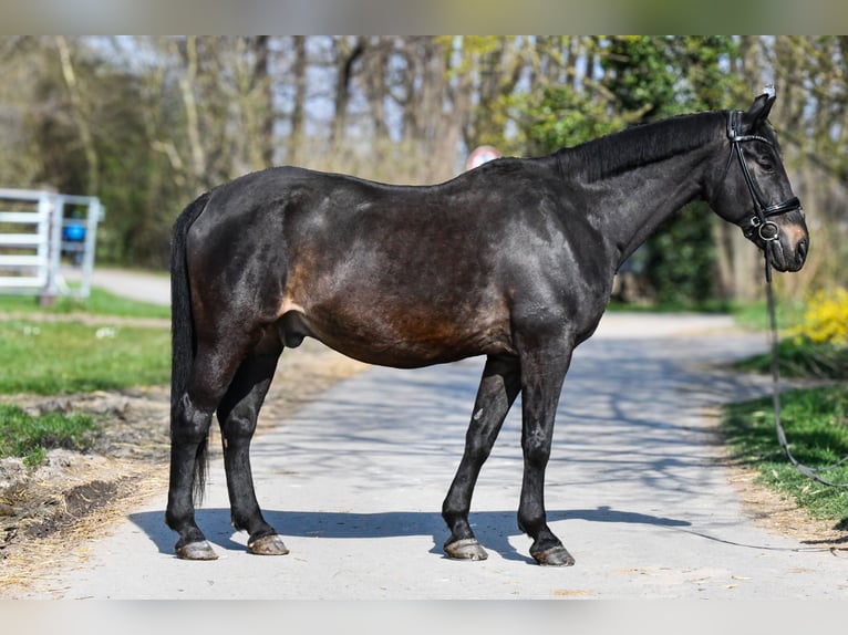 Other Warmbloods Gelding 23 years 16 hh Bay-Dark in Riedstadt