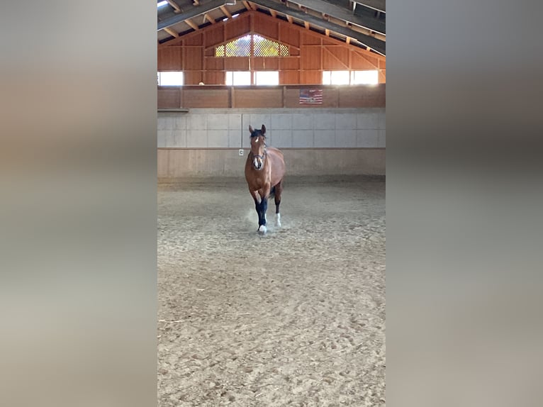 Other Warmbloods Gelding 25 years 17 hh Brown in Altenhof