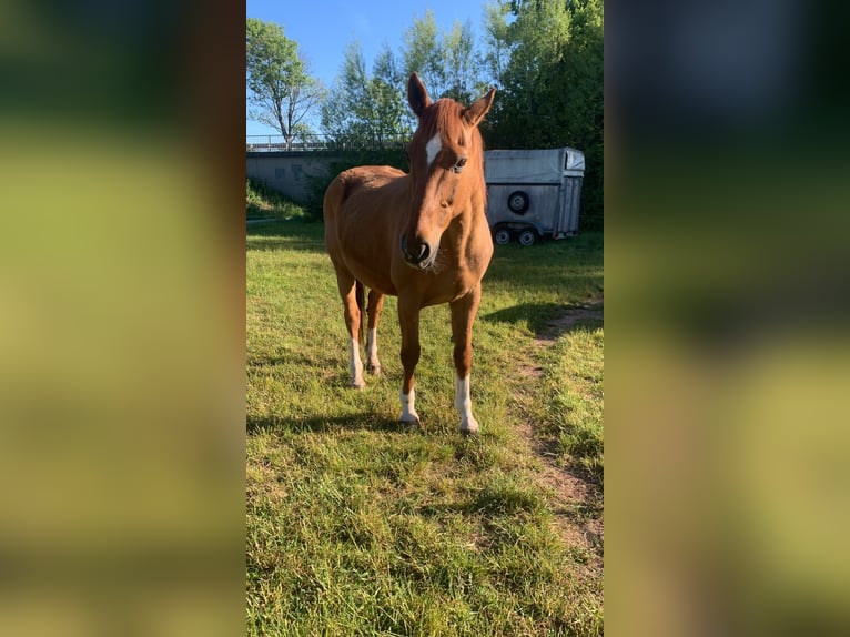 Other Warmbloods Gelding 26 years 15,2 hh Sorrel in Bad Salzschlirf