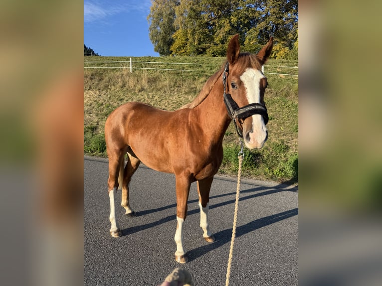 Other Warmbloods Gelding 2 years 15.2 hh Chestnut-Red in Knittelfeld