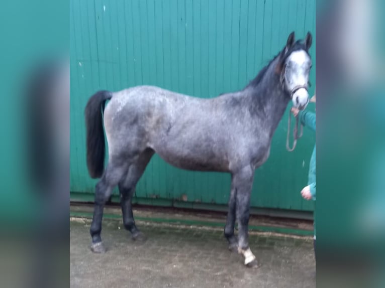 Other Warmbloods Gelding 2 years 15,3 hh Gray in Greven