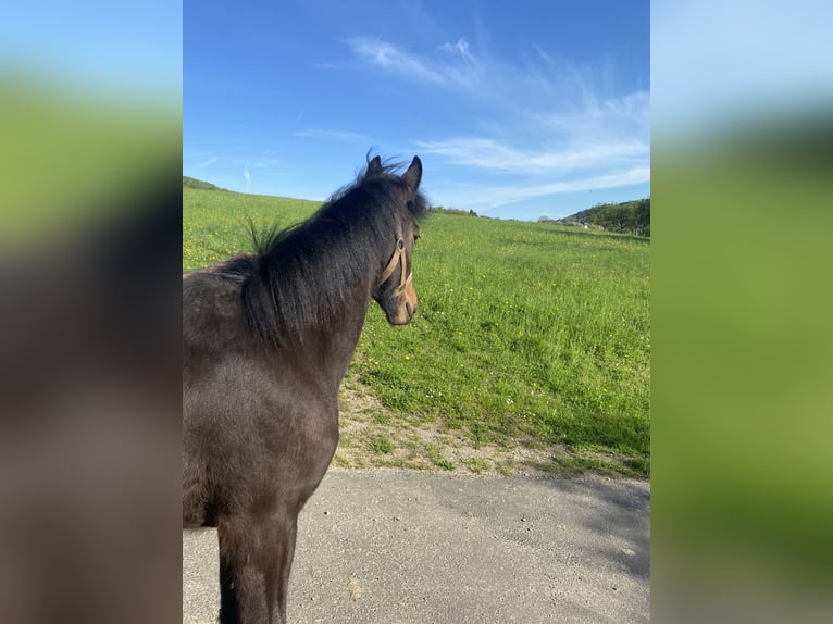 Other Warmbloods Gelding 2 years 15,2 hh Bay-Dark in PrümzurlayHolsthum