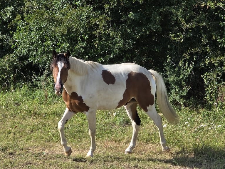 Other Warmbloods Mix Gelding 2 years 15,2 hh Pinto in Merklingen