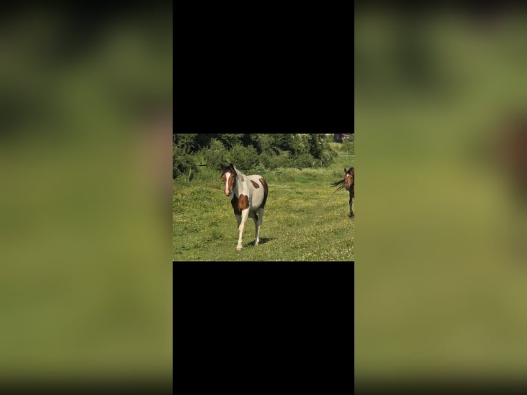 Other Warmbloods Mix Gelding 2 years 15,2 hh Pinto in Merklingen