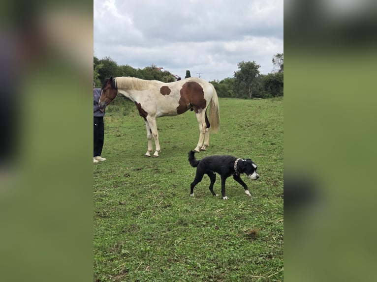 Other Warmbloods Mix Gelding 2 years 15,2 hh Pinto in Merklingen