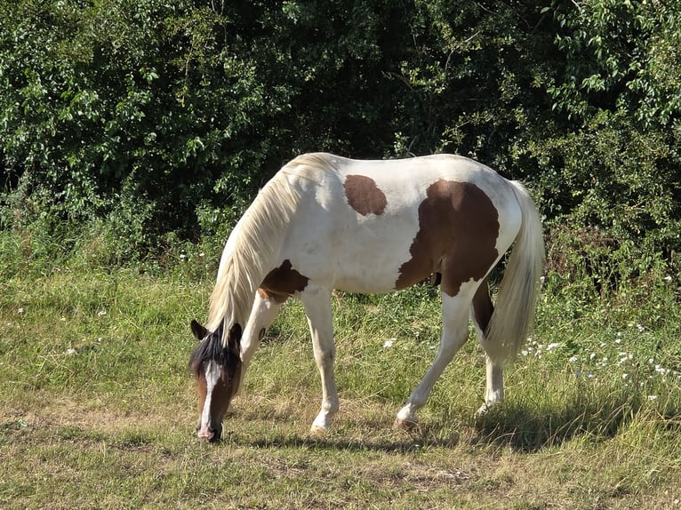 Other Warmbloods Mix Gelding 2 years 15,2 hh Pinto in Merklingen