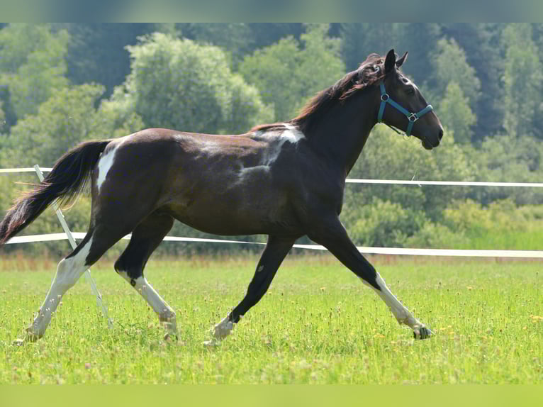 Other Warmbloods Mix Gelding 2 years 15,2 hh Pinto in Feldkirchen