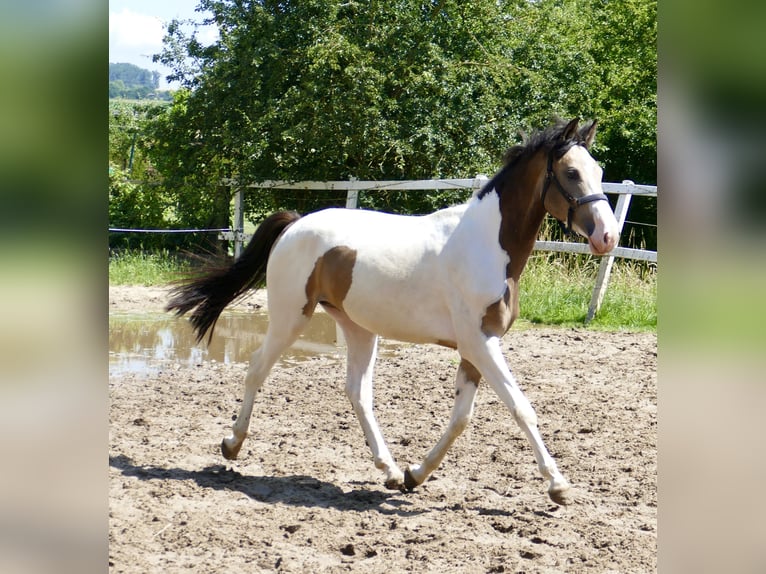 Other Warmbloods Gelding 2 years 16.1 hh Pinto in Borgentreich