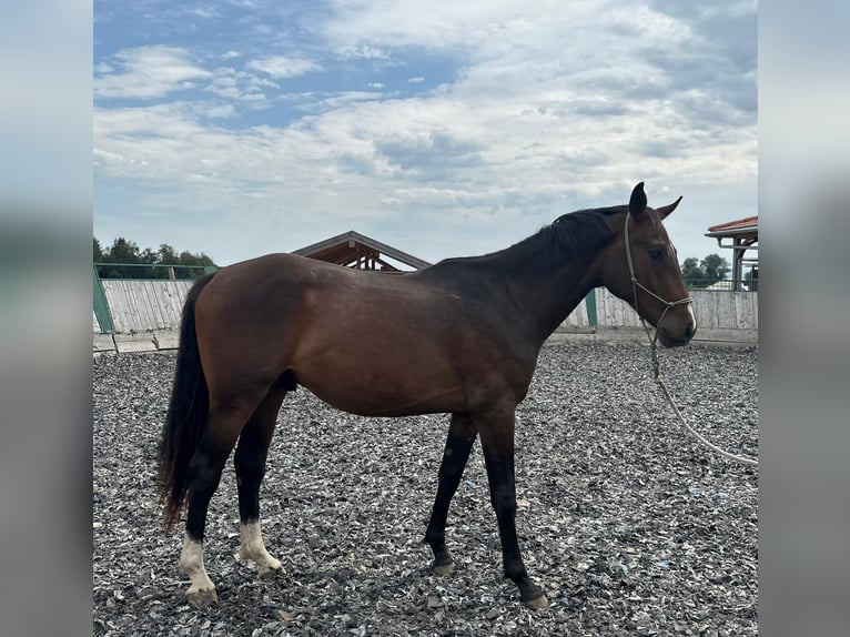 Other Warmbloods Gelding 2 years 16 hh Brown in Eggstätt