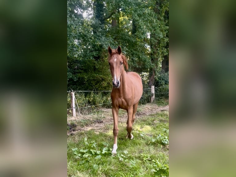 Other Warmbloods Gelding 2 years Chestnut-Red in Ochtrup