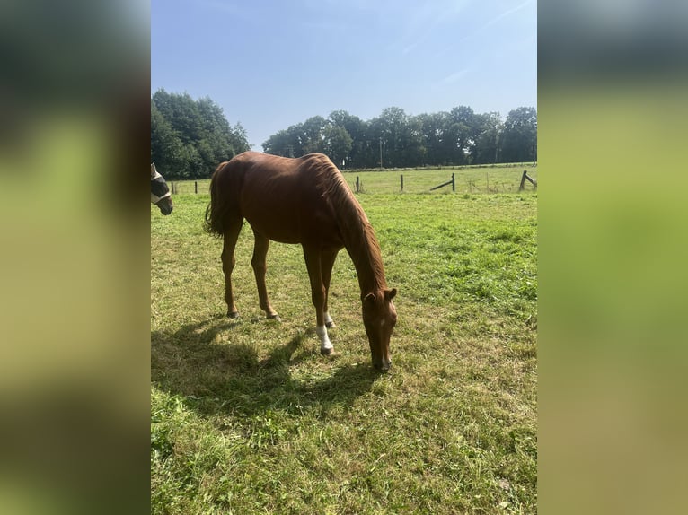 Other Warmbloods Gelding 2 years Chestnut-Red in Ochtrup