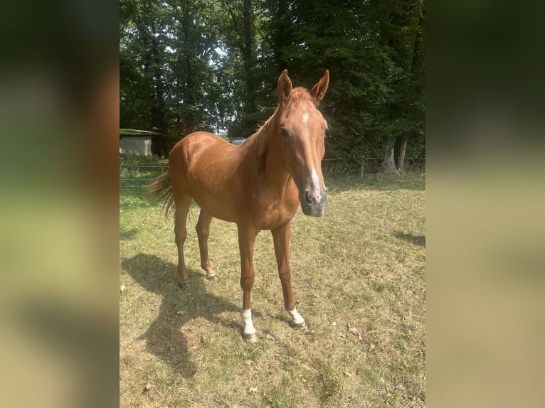 Other Warmbloods Gelding 2 years Chestnut-Red in Ochtrup