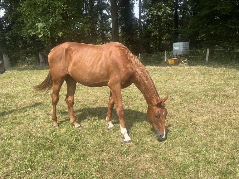 Other Warmbloods Gelding 2 years Chestnut-Red in Ochtrup