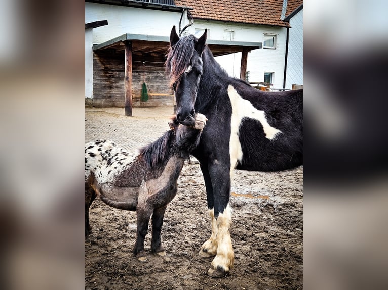 Other Warmbloods Gelding 3 years 14,1 hh Tobiano-all-colors in Königslutter am Elm