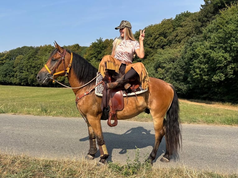 Other Warmbloods Gelding 3 years 14.3 hh Brown in Linkenbach