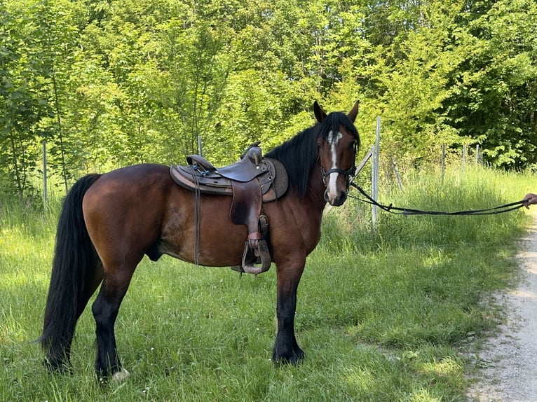 Other Warmbloods Gelding 3 years 15.1 hh Bay-Dark in Fuchstal