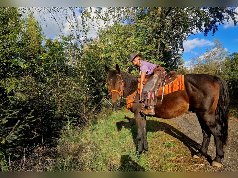 Other Warmbloods Gelding 3 years 15.1 hh Bay-Dark in Linkenbach