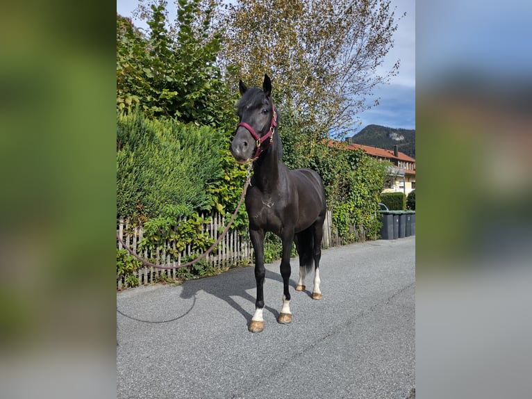 Other Warmbloods Gelding 3 years 15,1 hh Black in Aschau im Chiemgau