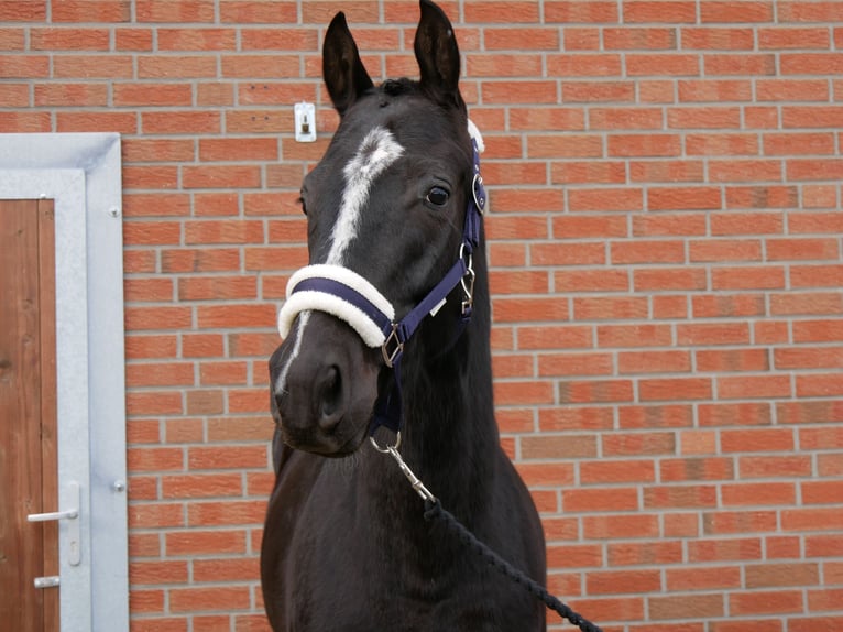 Other Warmbloods Gelding 3 years 15,1 hh Black in Dorsten