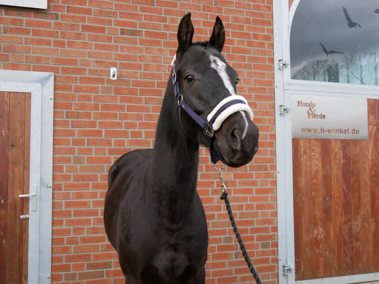 Other Warmbloods Gelding 3 years 15,1 hh Black in Dorsten