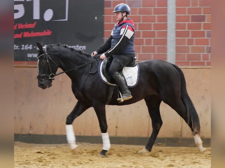 Other Warmbloods Gelding 3 years 15,1 hh Black in Dorsten