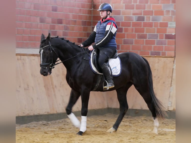 Other Warmbloods Gelding 3 years 15,1 hh Black in Dorsten