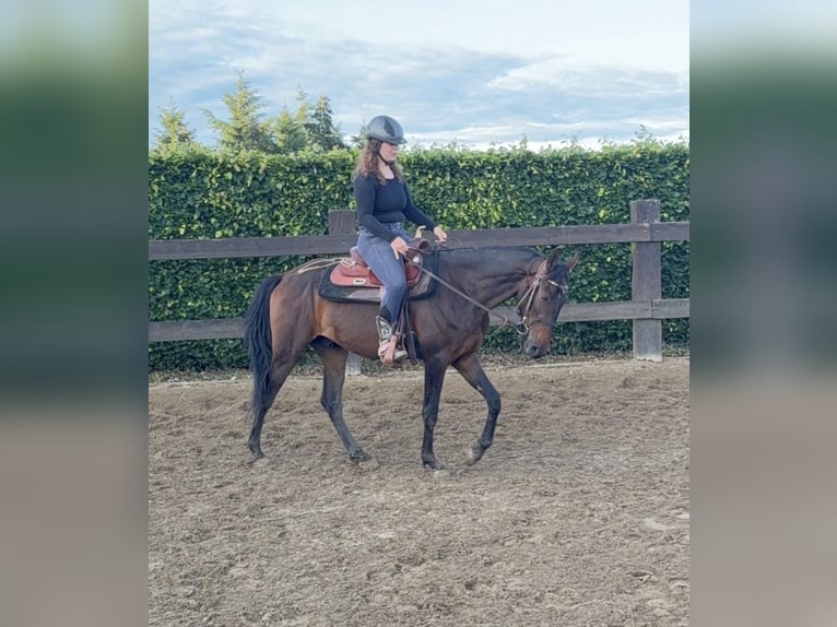 Other Warmbloods Gelding 3 years 15.1 hh Brown in Daleiden