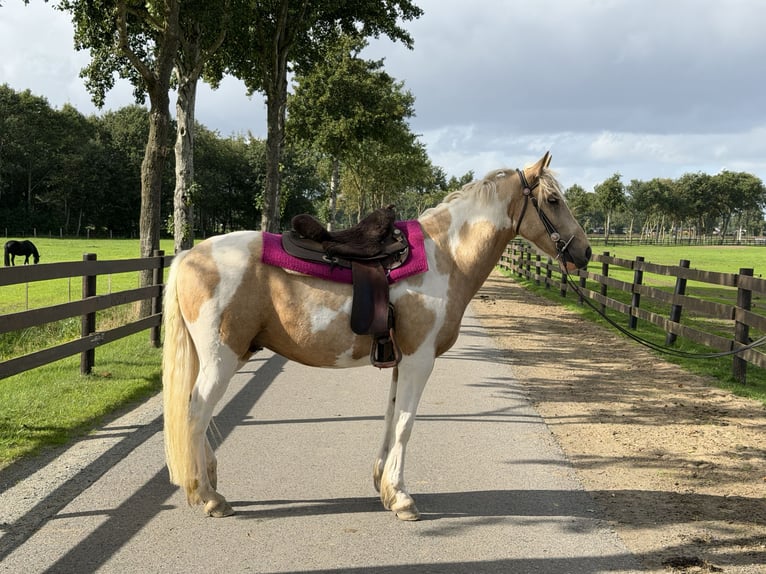 Other Warmbloods Mix Gelding 3 years 15.1 hh Pinto in Lathen