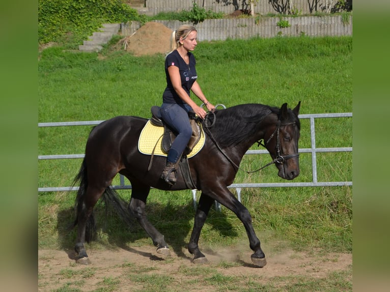 Other Warmbloods Mix Gelding 3 years 15,1 hh Smoky-Black in Bretten