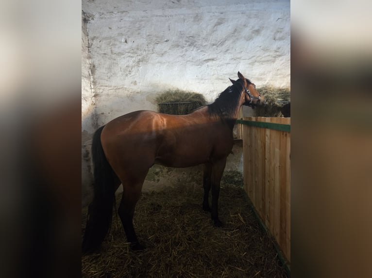 Other Warmbloods Mix Gelding 3 years 15.2 hh Bay in Radoszyn