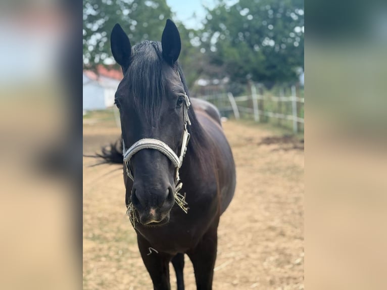 Other Warmbloods Mix Gelding 3 years 15.2 hh Black in Liebing