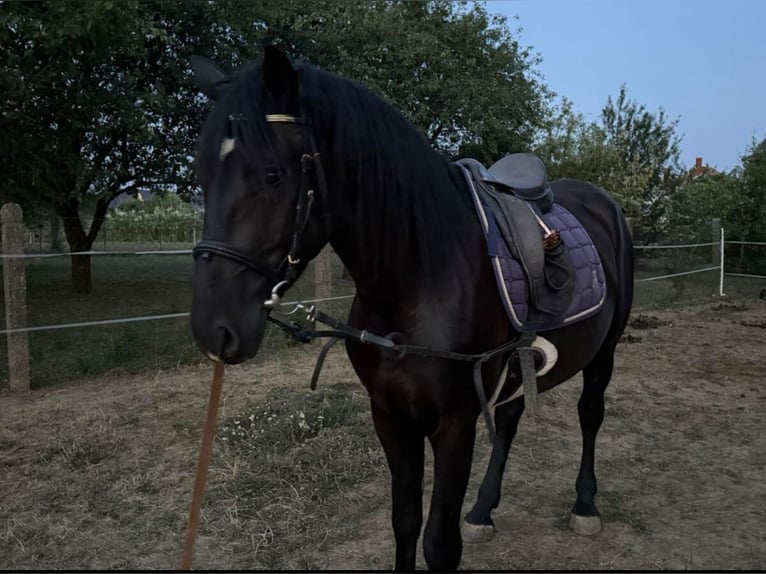 Other Warmbloods Mix Gelding 3 years 15.2 hh Black in Liebing