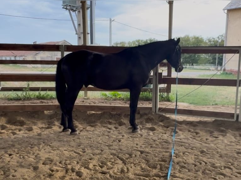 Other Warmbloods Mix Gelding 3 years 15.2 hh Black in Liebing