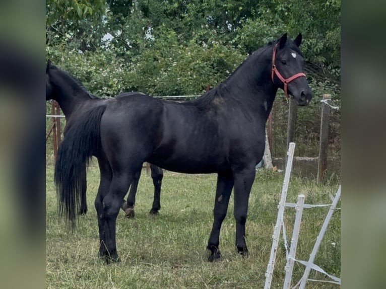 Other Warmbloods Mix Gelding 3 years 15.2 hh Black in Liebing