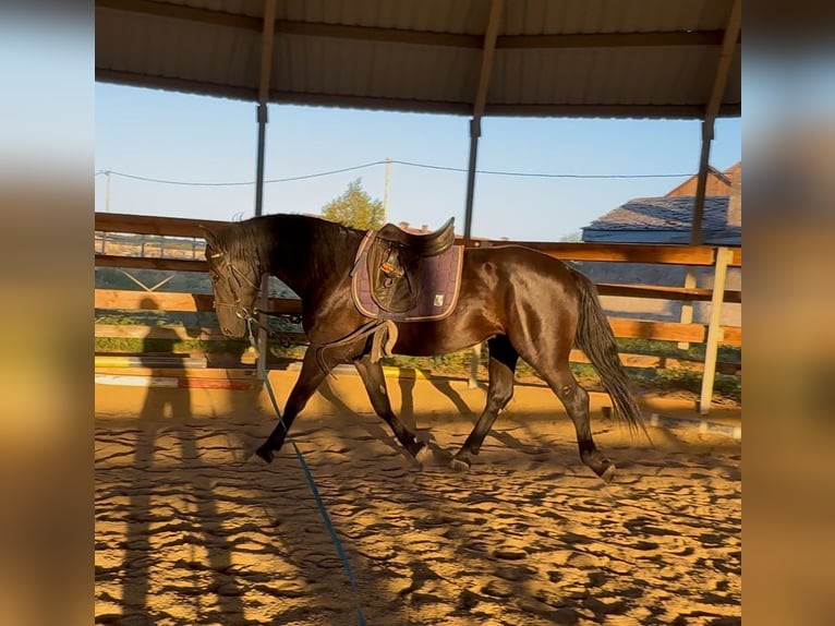 Other Warmbloods Mix Gelding 3 years 15.2 hh Black in Liebing