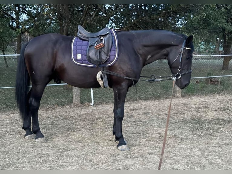 Other Warmbloods Mix Gelding 3 years 15.2 hh Black in Liebing