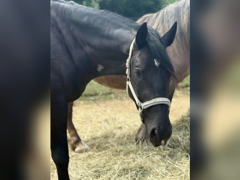 Other Warmbloods Mix Gelding 3 years 15.2 hh Black in Liebing