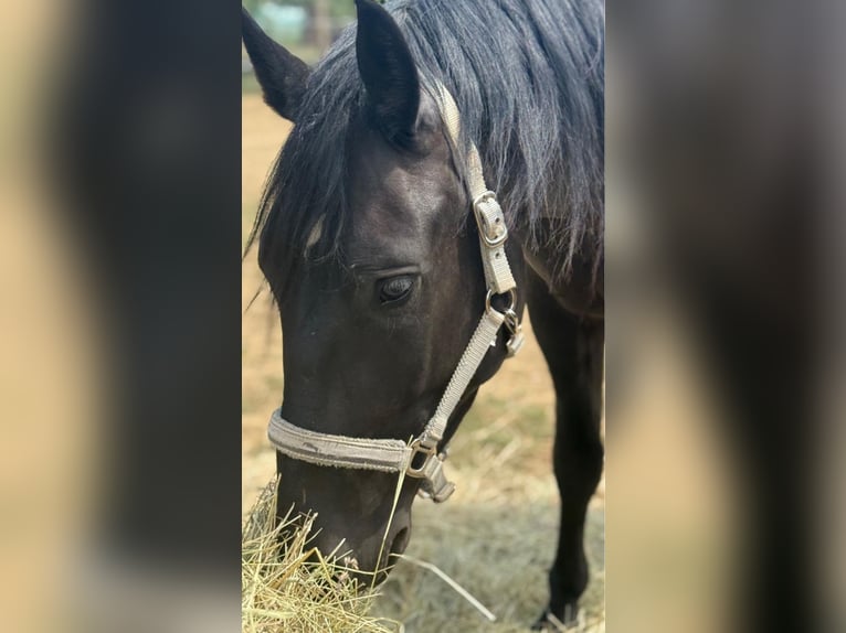 Other Warmbloods Mix Gelding 3 years 15.2 hh Black in Liebing