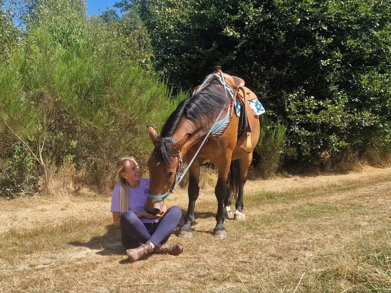 Other Warmbloods Gelding 3 years 15.2 hh Brown in Linkenbach