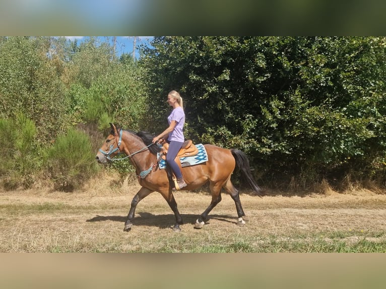 Other Warmbloods Gelding 3 years 15.2 hh Brown in Linkenbach