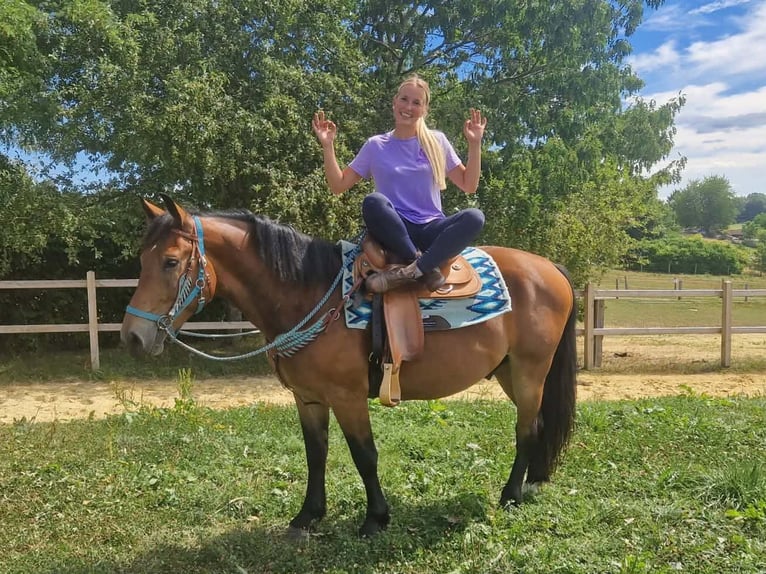 Other Warmbloods Gelding 3 years 15.2 hh Brown in Linkenbach
